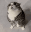 萌宠 猫咪 疑惑 呆萌 可爱