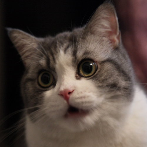 猫惊讶张嘴的表情图片
