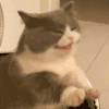 萌宠 猫咪 张嘴 呆萌 可爱