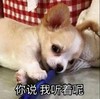萌宠 汪星人 你说 我听着 搞怪 呆萌