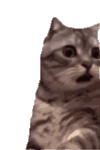 萌宠 猫咪 吃惊 呆萌 可爱
