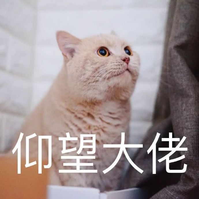 萌宠猫星人仰望大佬崇拜呆萌可爱gif动图