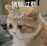 萌宠 猫咪 猪脑过载 呆萌 可爱