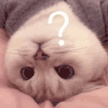 萌宠 猫咪 ？ 呆萌 可爱