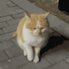 萌宠 猫咪 冷 呆萌 可爱