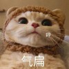 萌宠 猫星人 生气 气扁 搞怪 呆萌