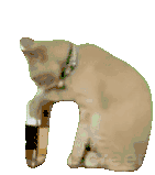 萌宠 猫咪 喝水 呆萌 可爱