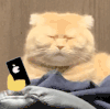 萌宠 猫咪 困 呆萌 可爱