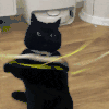 萌宠 猫咪 不要搞 呆萌 可爱