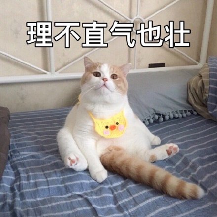 萌宠 喵星人 猫咪 文字表情包 沙雕