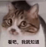 萌寵 貓咪 看吧我就知道 呆萌 可愛