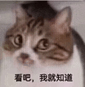 萌宠 猫咪 看吧我就知道 呆萌 可爱