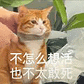 萌宠 猫咪 不怎么想活也不太敢死 呆萌 可爱