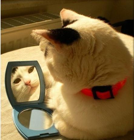 猫咪照镜子自恋逗比gif动图