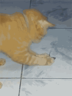 猫奔跑gif图片