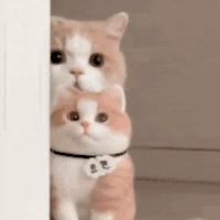 萌宠 猫咪 盯 呆萌 可爱