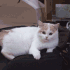 猫咪 惊吓 震惊 沙雕 搞笑 逗