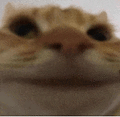 萌宠 猫咪 开心 呆萌 可爱