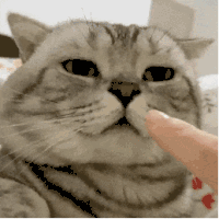 萌宠 猫咪 指着 呆萌 可爱
