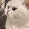 萌宠 猫咪 哼 呆萌 可爱