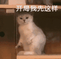 萌宠 猫咪 开局我先这样 呆萌 可爱