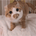 萌宠 猫咪 好奇 呆萌 可爱
