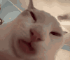 萌宠 猫咪 恶搞 呆萌 可爱