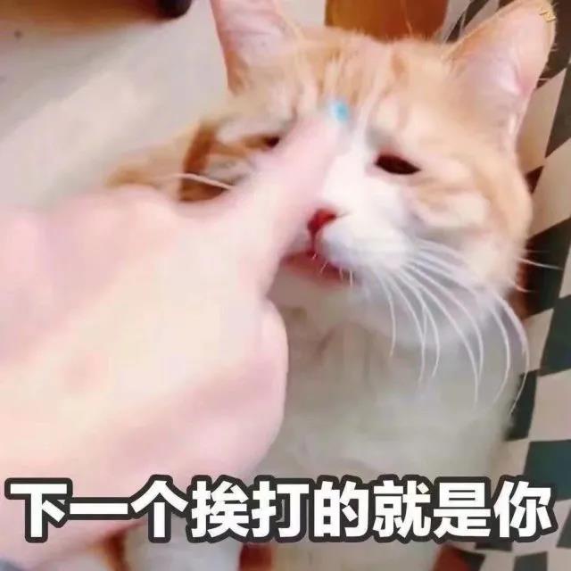 萌宠 猫星人 下一个挨打的就是你 生气 搞怪 逗