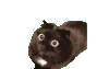 萌宠 猫咪 懵 呆萌 可爱