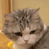 萌宠 猫咪 闪亮 呆萌 可爱