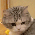 萌宠 猫咪 闪亮 呆萌 可爱