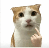 萌宠 猫咪 我 呆萌 可爱