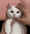 萌宠 猫咪 生气 呆萌 可爱