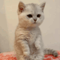 萌宠 猫咪 想吃 呆萌 可爱