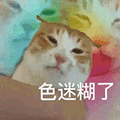 萌宠 猫咪 色迷糊了 呆萌 可爱