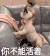 萌宠 狗 你不能活着 呆萌 可爱