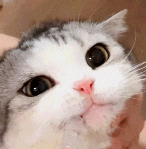 萌宠 猫咪 喝 呆萌 可爱