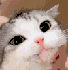 萌宠 猫咪 喝 呆萌 可爱