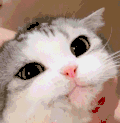 萌宠 猫咪 喝 呆萌 可爱