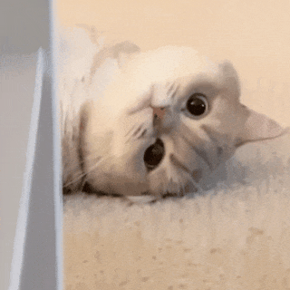 萌宠 猫咪 躺着 呆萌 可爱