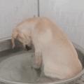 萌宠 狗狗 喝水 呆萌 可爱