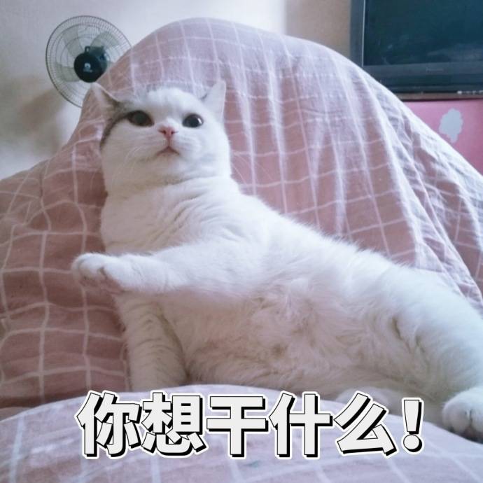 萌宠gif猫星人gif你想干什么gif你想干嘛gif呆萌gif可爱gif