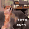 萌宠 狗狗 多谢老板老板大气 呆萌 可爱