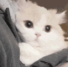 萌宠 猫咪 好奇 呆萌 可爱