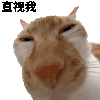 萌宠 猫咪 直视我 呆萌 可爱
