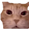 萌宠 猫咪 生气 呆萌 可爱
