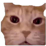 萌宠 猫咪 生气 呆萌 可爱