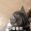 萌宠 猫咪 你看看你 呆萌 可爱