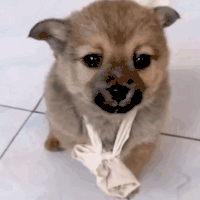 萌宠 狗狗 可怜 呆萌 可爱