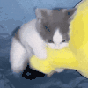 萌宠 猫咪 踹 呆萌 可爱
